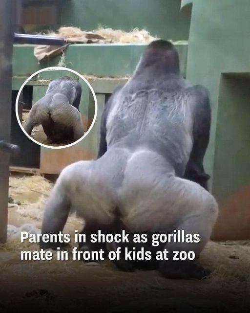 Gorillas at the zoo teach visitors about the birds and the bees