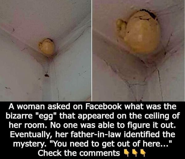 A woman asked on Facebook what was the bizarre “egg” that appeared on the ceiling of her room