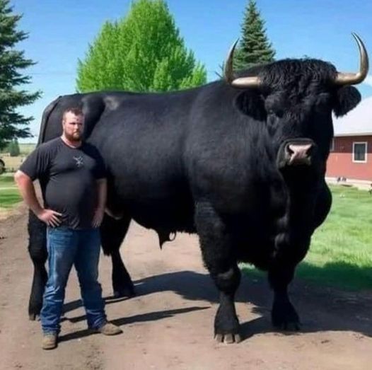 I recently spent $6,500 on this registered Black Angus bull.